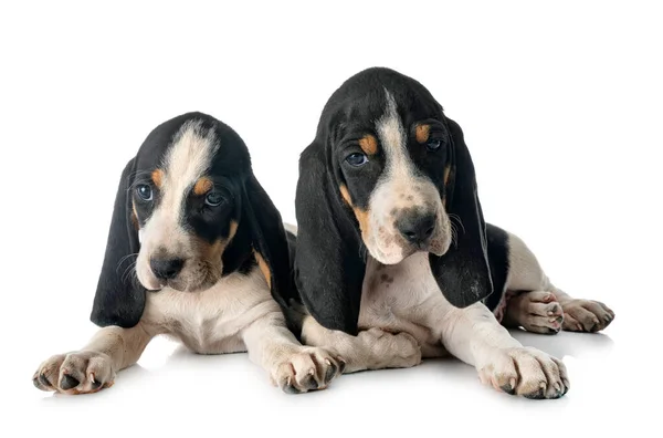 Puppies Bernese Schweizer Laufhund Front White Background — Stock Photo, Image