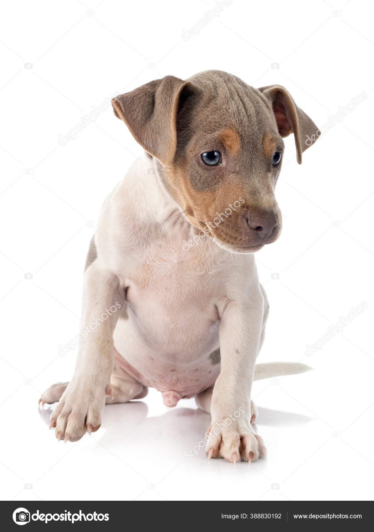Pitbull Brazilian Terrier Puppies Puppy Brazilian Terrier Front