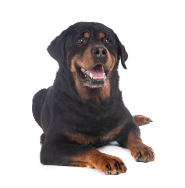 Beyaz arkaplan önünde safkan rottweiler