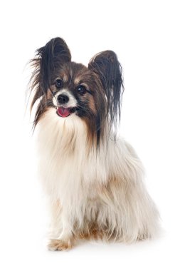 Beyaz arkaplan önünde papillon köpek