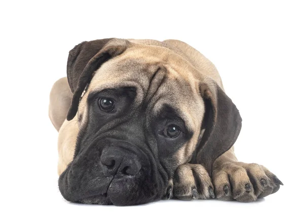 Young Bullmastiff Front White Background — Stock Photo, Image