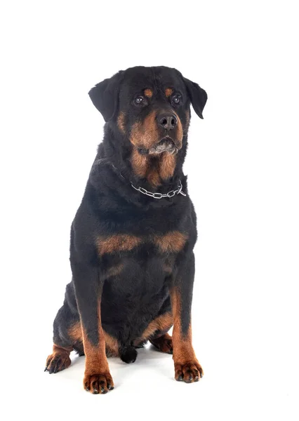 Raszuivere Rottweiler Voor Witte Achtergrond — Stockfoto