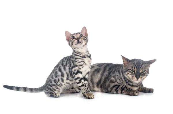 Bengalkatzen Vor Weißem Hintergrund — Stockfoto