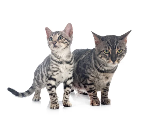 Bengal Cats Front White Background — Stock Photo, Image