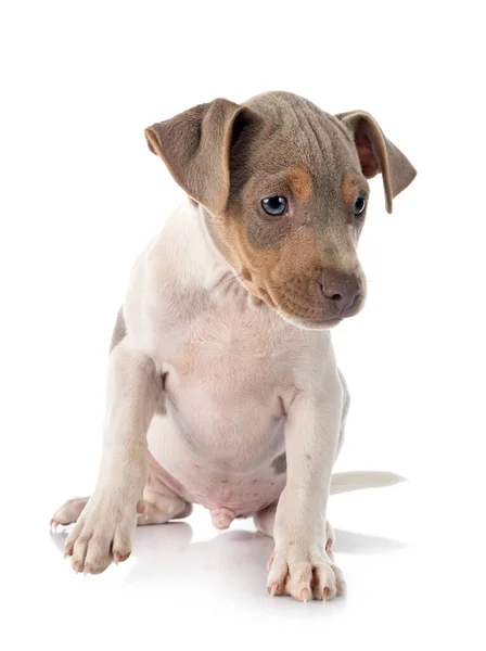 Puppy Brazilian Terrier Front White Background Stock Photo