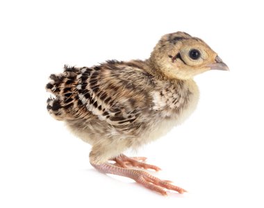 Beyaz arka planda genç sülün