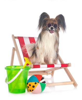 Beyaz arkaplan önünde papillon köpek