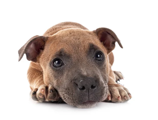 Cachorro Staffordshire Bull Terrier Frente Fondo Blanco — Foto de Stock