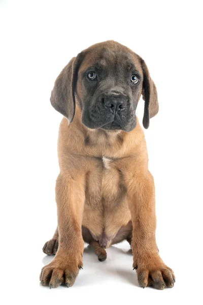 Chiot Italien Mastiff Face Fond Blanc — Photo