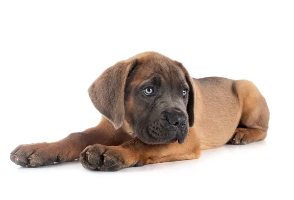 Cucciolo Mastino Italiano Davanti Sfondo Bianco — Foto Stock