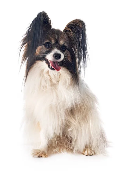 Papillon Cão Frente Fundo Branco — Fotografia de Stock