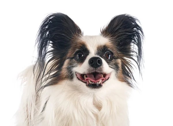 白い背景の前にいるパピロン犬 — ストック写真