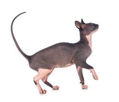 Beyaz arkaplan önünde çıplak sfenks