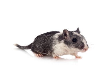 young gerbil in front of white background clipart