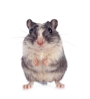 Genç kemirgen beyaz arka planda