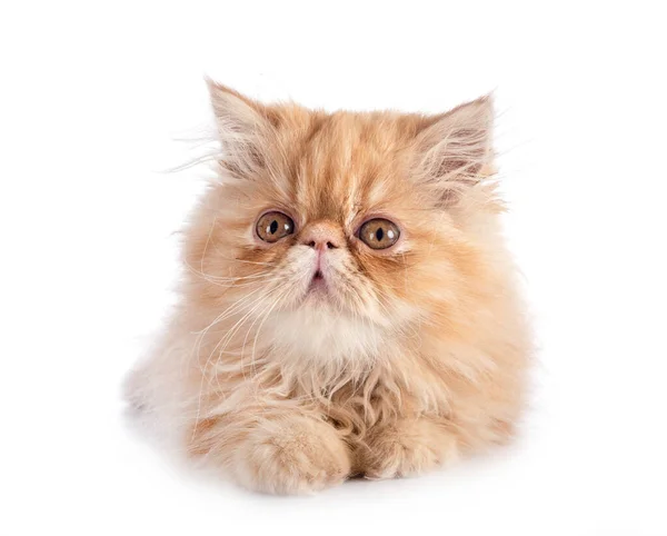 Persian Kitten Front White Background — Stock Photo, Image