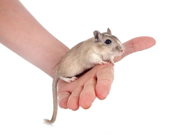 Young Gerbil Front White Background — Stock Photo, Image
