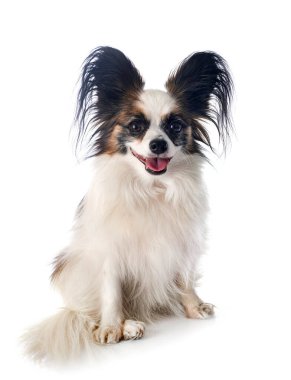 Beyaz arkaplan önünde papillon köpek
