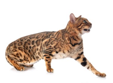 Bengal kedisi beyaz arka planda