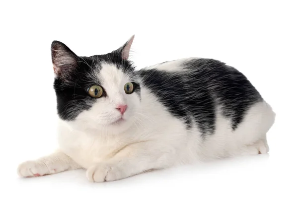 แมวหลงทางหน นหล ขาว — ภาพถ่ายสต็อก