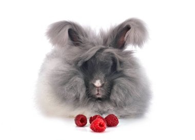 English Angora in front of white background clipart