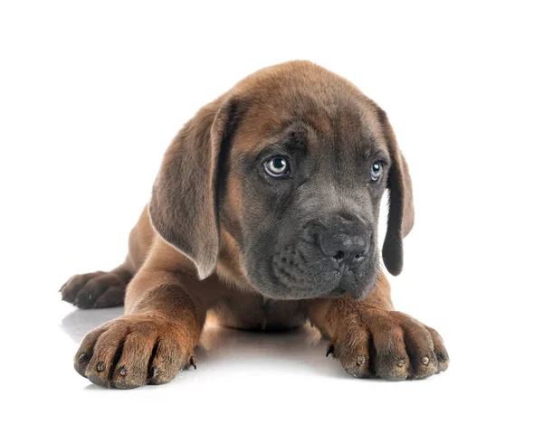 Pup Italiaanse Mastiff Voorkant Van Witte Achtergrond — Stockfoto