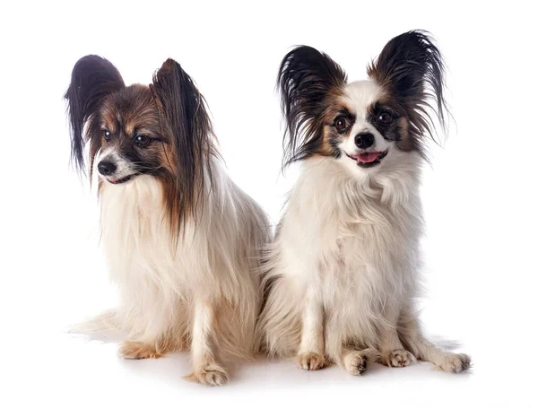 Papillon Cães Frente Fundo Branco — Fotografia de Stock