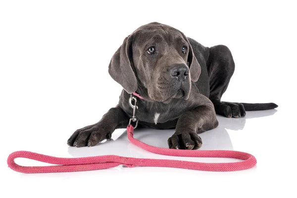 Cachorro Grande Dinamarquês Frente Fundo Branco — Fotografia de Stock