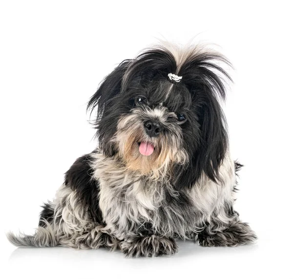 Shih Tzu Frente Fundo Branco — Fotografia de Stock