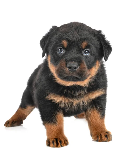 Welpe Rottweiler Vor Weißem Hintergrund — Stockfoto