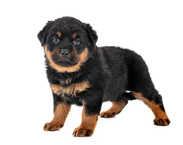 Cachorro Rottweiler Frente Fondo Blanco — Foto de Stock