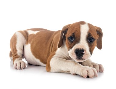 Beyaz arka planda köpek yavrusu Amerikan Bulldog 'u