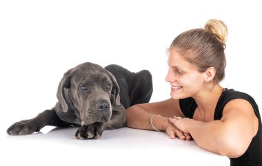 Büyük köpek yavrusu Danua ve beyaz arka plandaki kadın.
