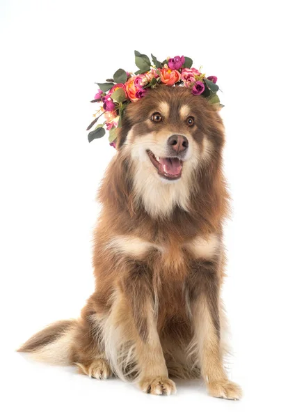 Lapphund Finlandês Frente Fundo Branco — Fotografia de Stock