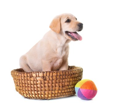 Beyaz arka planda köpek yavrusu Labrador Retriever