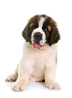 Yavru Saint Bernard beyaz arkaplanın önünde