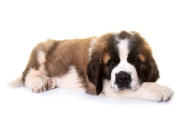 Yavru Saint Bernard beyaz arkaplanın önünde