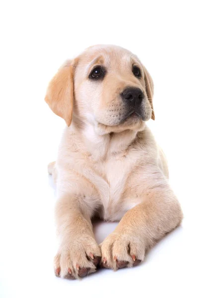 白い背景の前で子犬のラブラドールの検索 — ストック写真