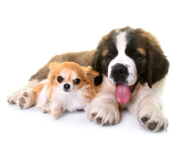 Puppy Saint Bernard Chihuahua Front White Background — Stock Photo, Image