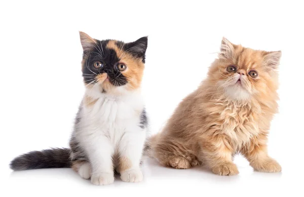 Persian Kitten Exotic Shorthair Front White Background — Stock Photo, Image