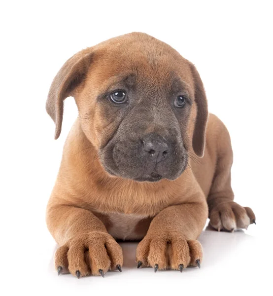 Cachorro Mastín Italiano Frente Fondo Blanco — Foto de Stock