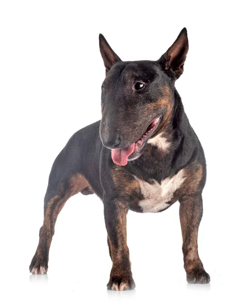 Miniatuur Bull Terrier Voor Witte Achtergrond — Stockfoto