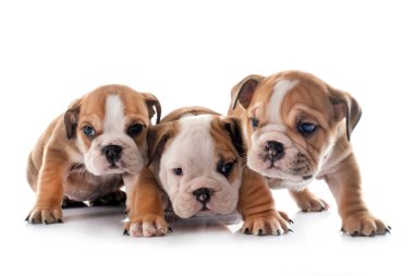 Yavru köpekler beyaz arka planda ingiliz bulldog 'u