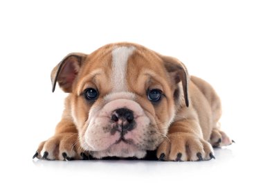 Beyaz arka planda köpek yavrusu ingilizce bulldog