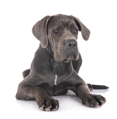 Beyaz arka planda köpek yavrusu Danua.