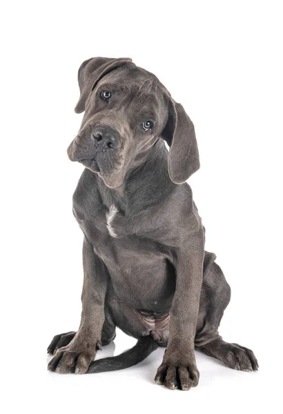 Puppy Grote Dane Voorkant Van Witte Achtergrond — Stockfoto