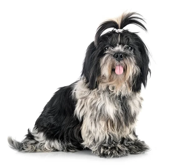 Shih Tzu Davanti Sfondo Bianco — Foto Stock