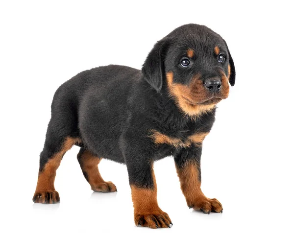 Cachorro Rottweiler Frente Fondo Blanco — Foto de Stock