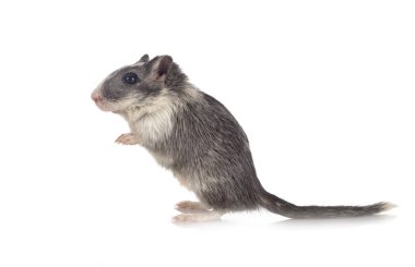 young gerbil in front of white background clipart