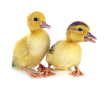 Beyaz arkaplan önünde genç ördek yavruları